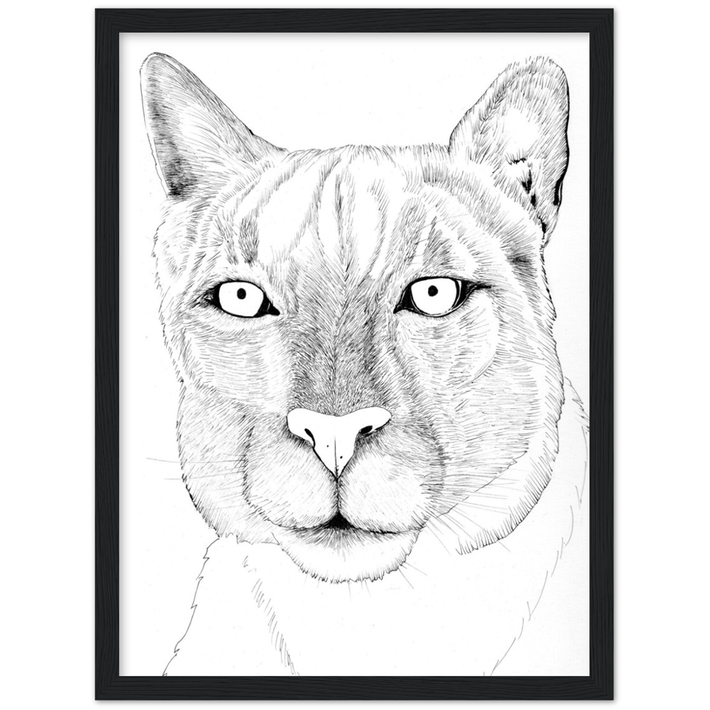 Arizona Cougar - Classic Matte Paper Wooden Framed Poster Print