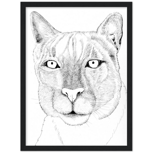 Arizona Cougar - Classic Matte Paper Wooden Framed Poster Print